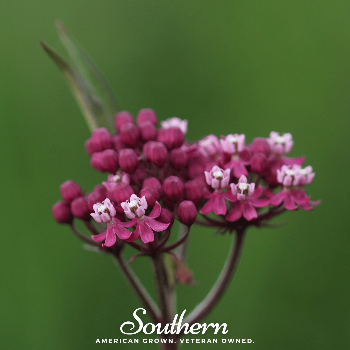Swamp Milkweed plant seeds from Southern Seeds, featuring 50 Asclepias incarnata seeds for native wildflower gardening.