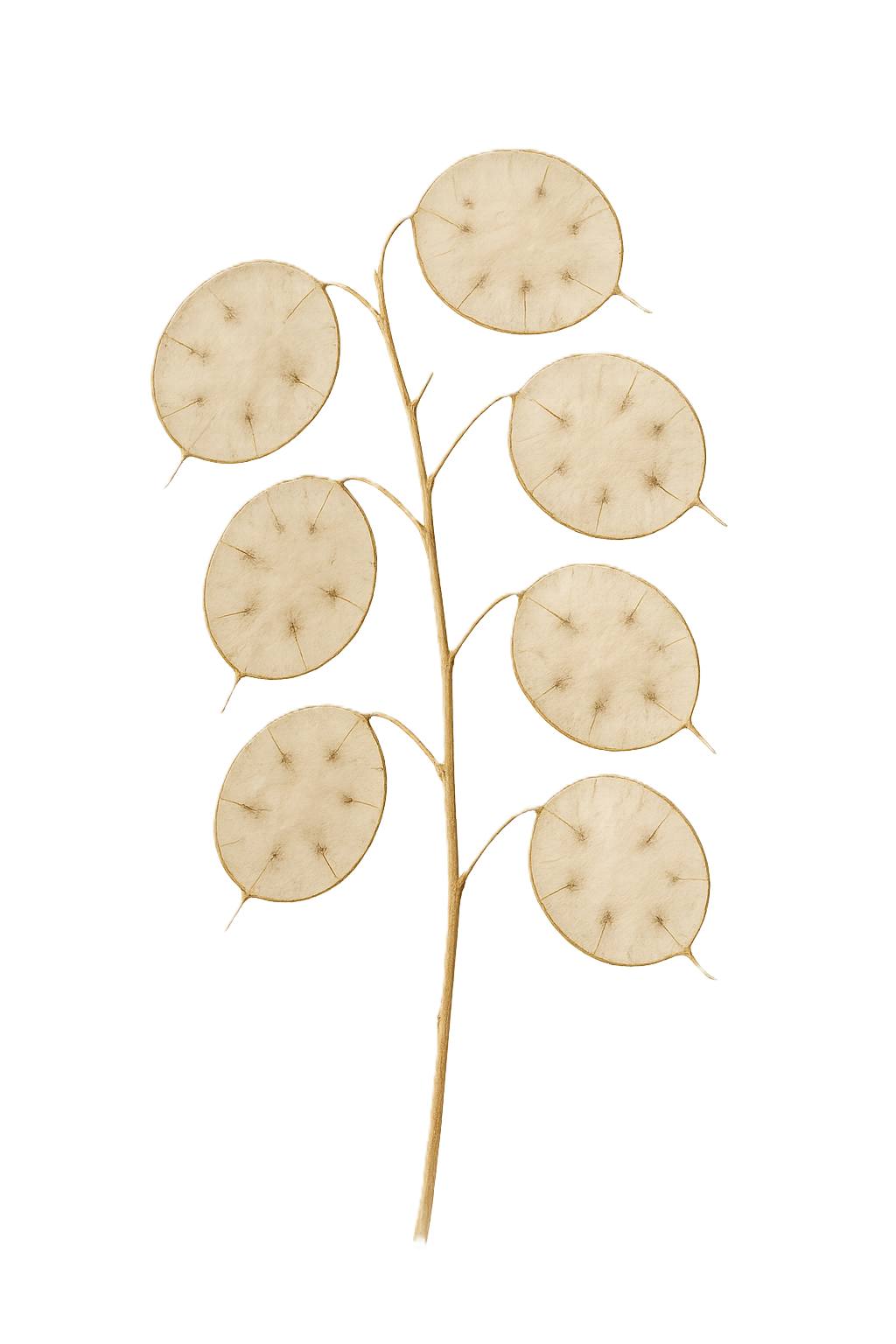 Money Plant Seeds (Lunaria annua / Honesty) – 25 Seeds, Dried Flower, Self-Seeding Biennial, Zones 5–9