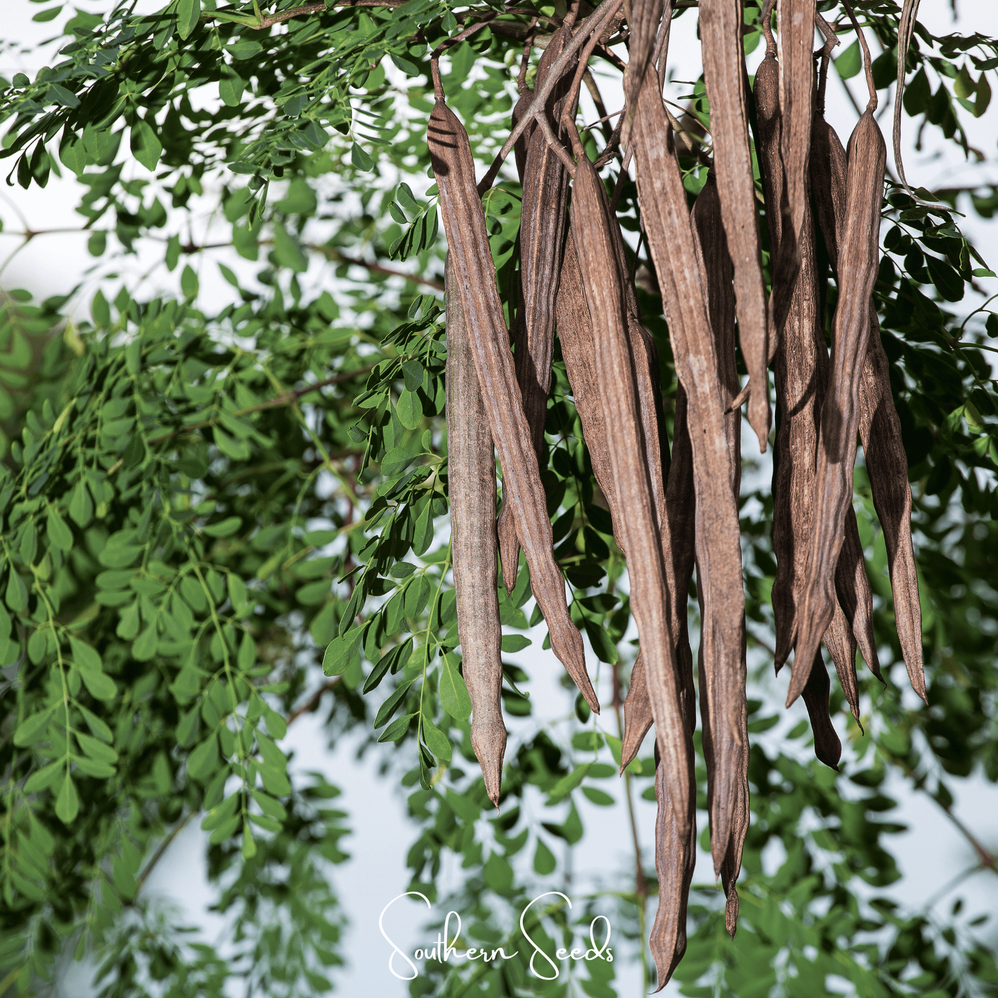 Moringa oleifera seeds from Southern Seeds, 10 organic seeds for planting and growing healthy Moringa trees.