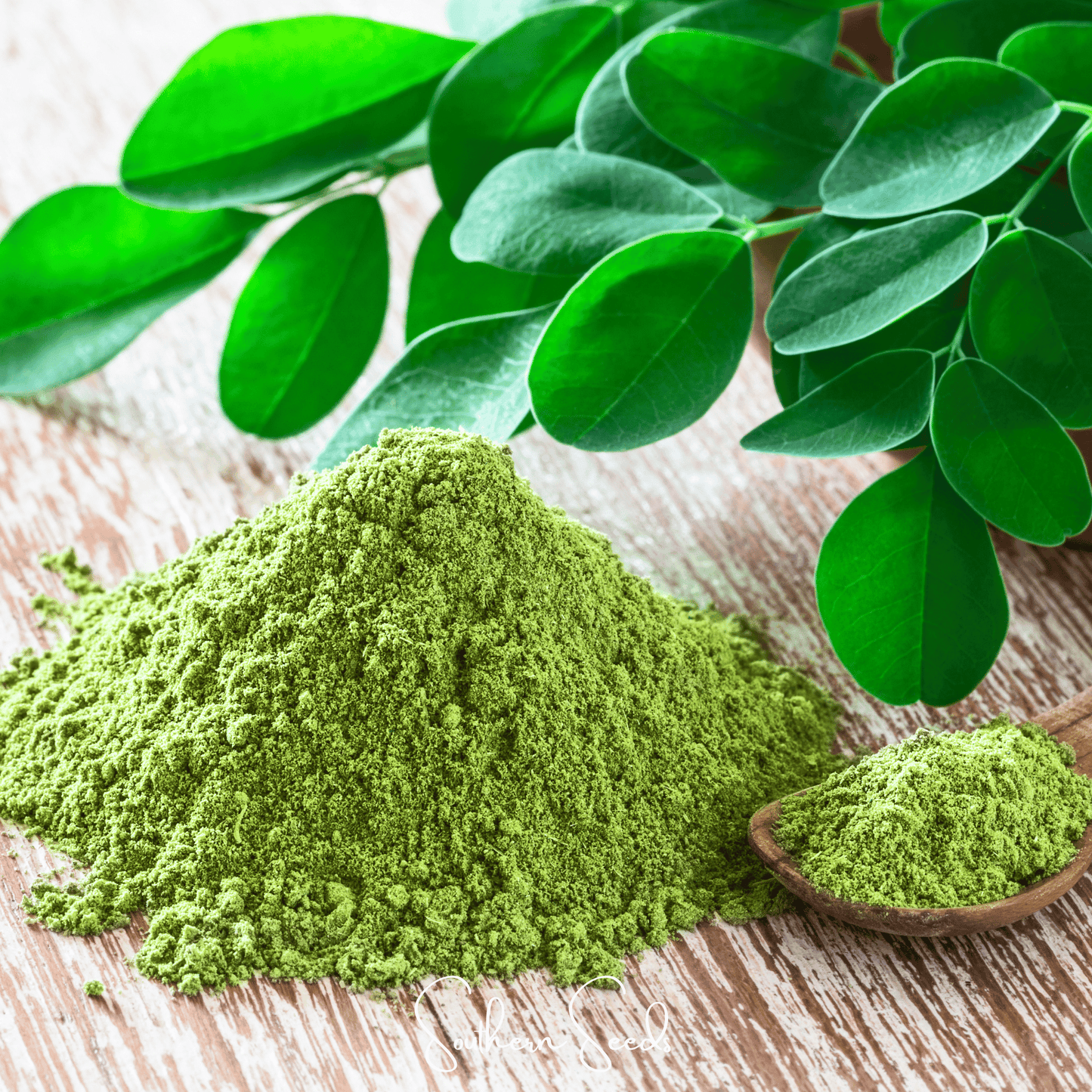 Moringa oleifera seeds from Southern Seeds, showing 10 small brown seeds suitable for planting and gardening.