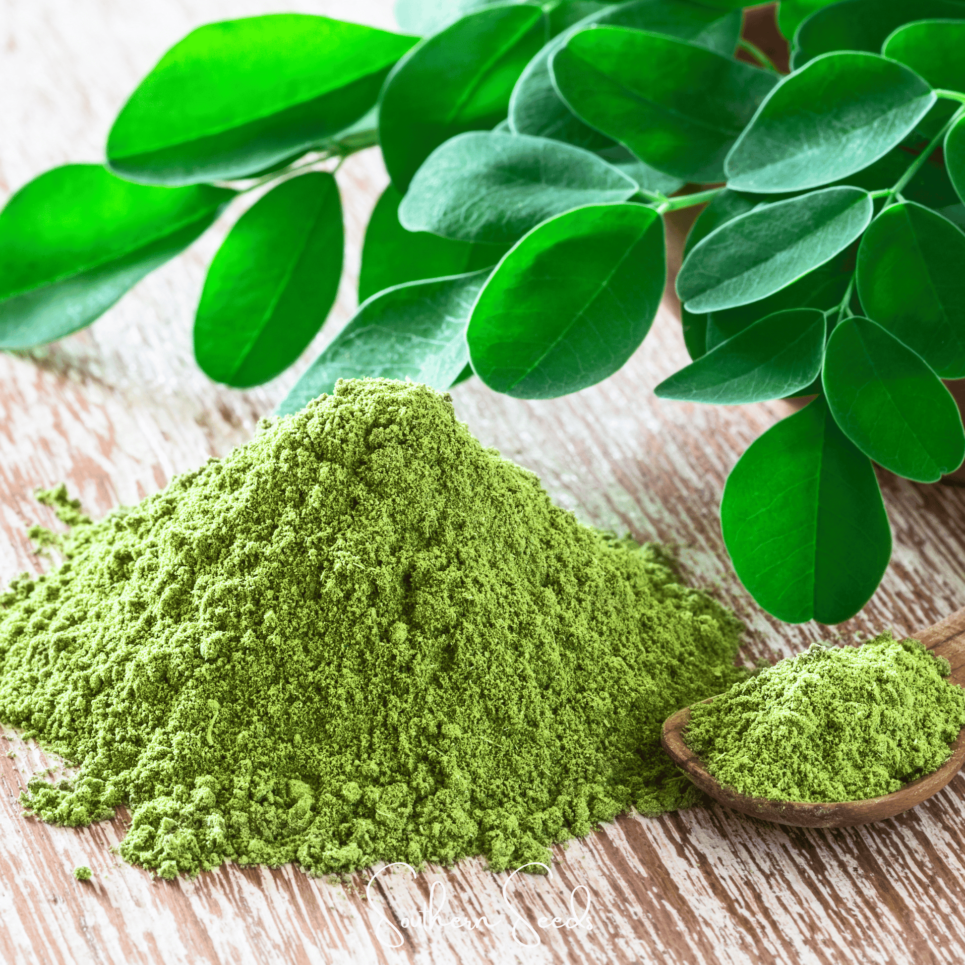 Moringa oleifera seeds from Southern Seeds, showing 10 small brown seeds suitable for planting and gardening.