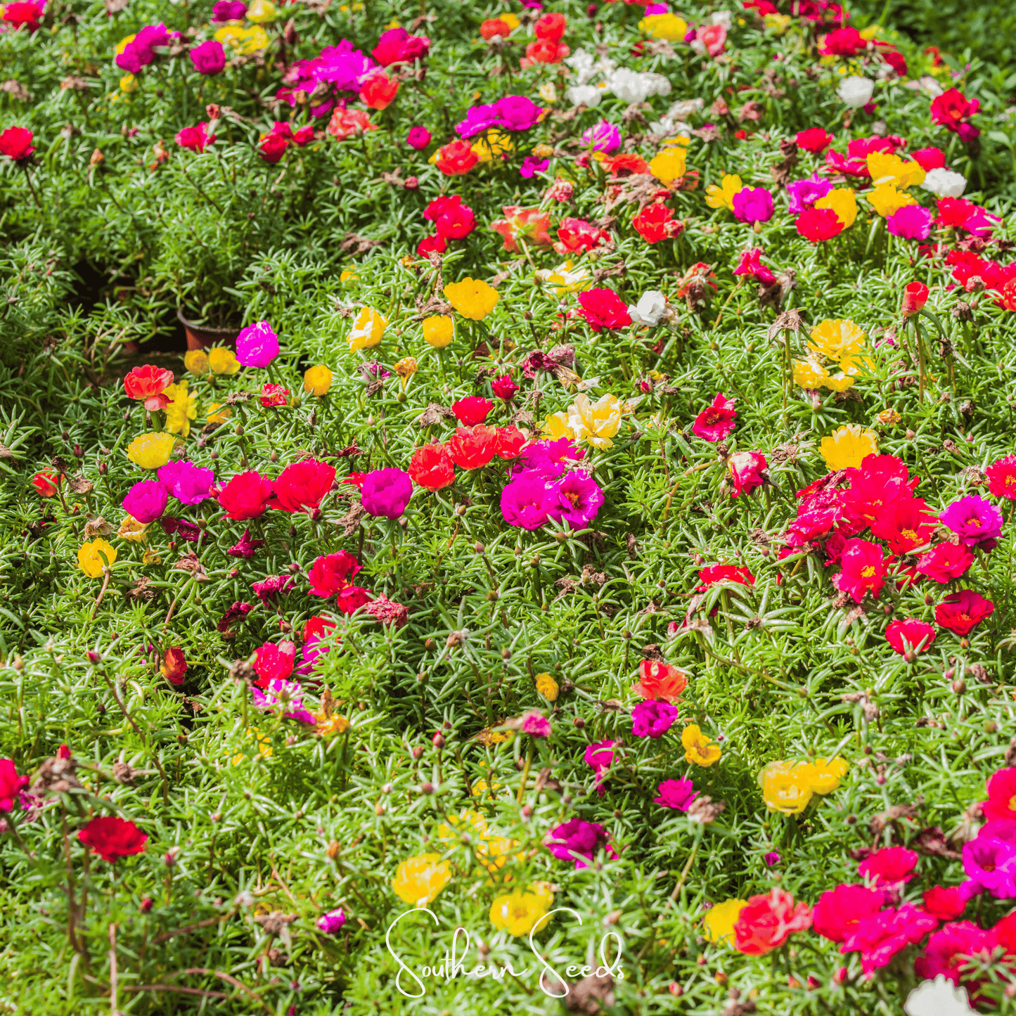 Moss Rose Mix seeds from Southern Seeds, showing colorful portulaca grandiflora flower seeds in packaging.