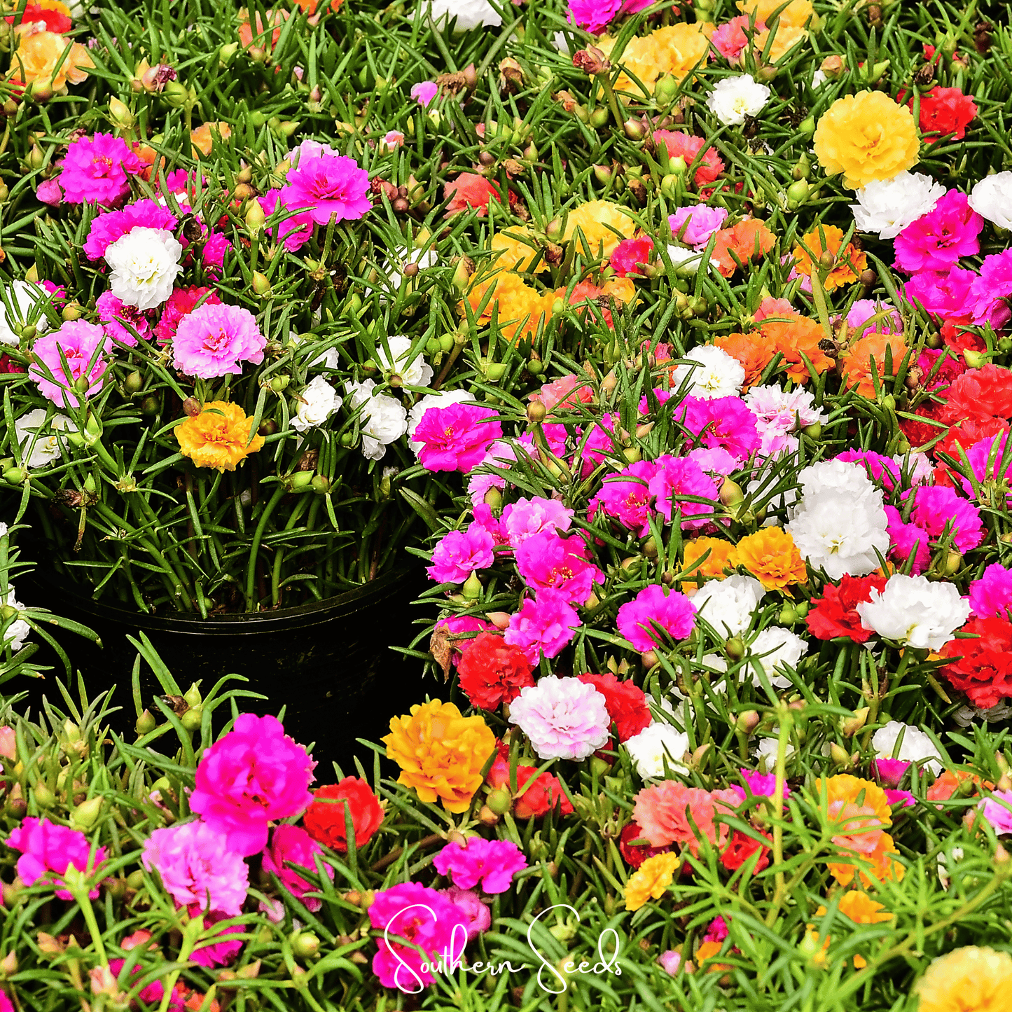 Moss Rose Mix seeds by Southern Seeds, showing colorful portulaca grandiflora flower seeds for garden planting.