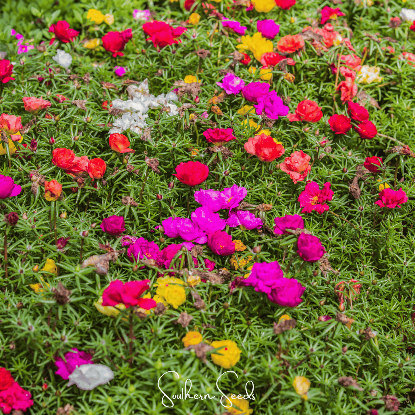 Moss Rose Mix seeds from Southern Seeds, portulaca grandiflora variety, showing colorful flower and green foliage in the image.