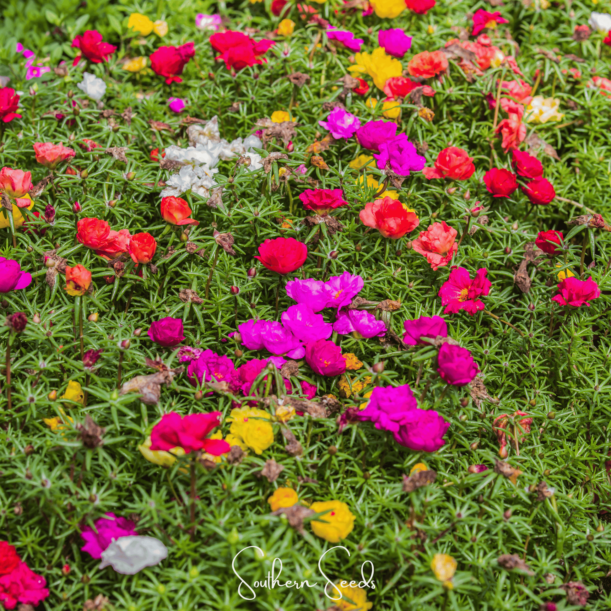 Moss Rose Mix seeds from Southern Seeds, portulaca grandiflora variety, showing colorful flower and green foliage in the image.