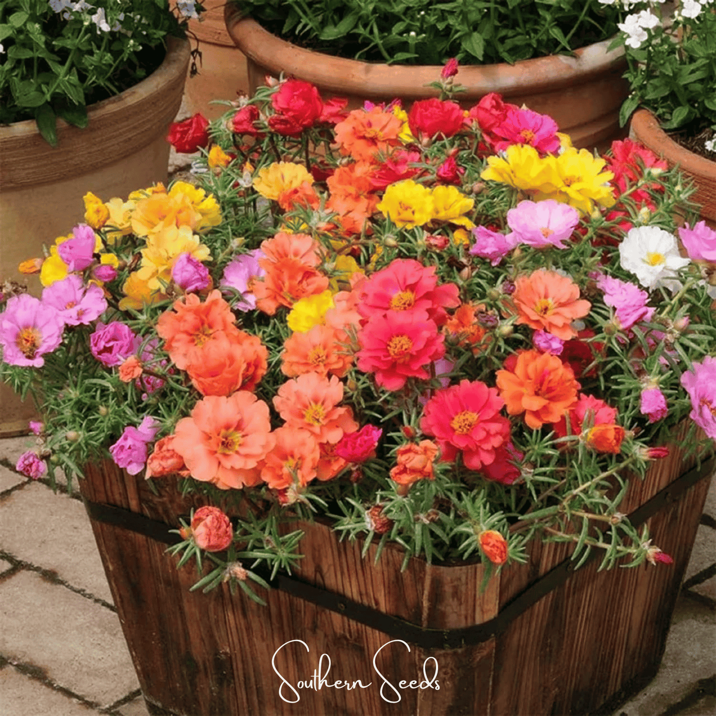 Moss Rose Mix seeds from Southern Seeds, showing colorful portulaca grandiflora flowers and seed packet for planting.