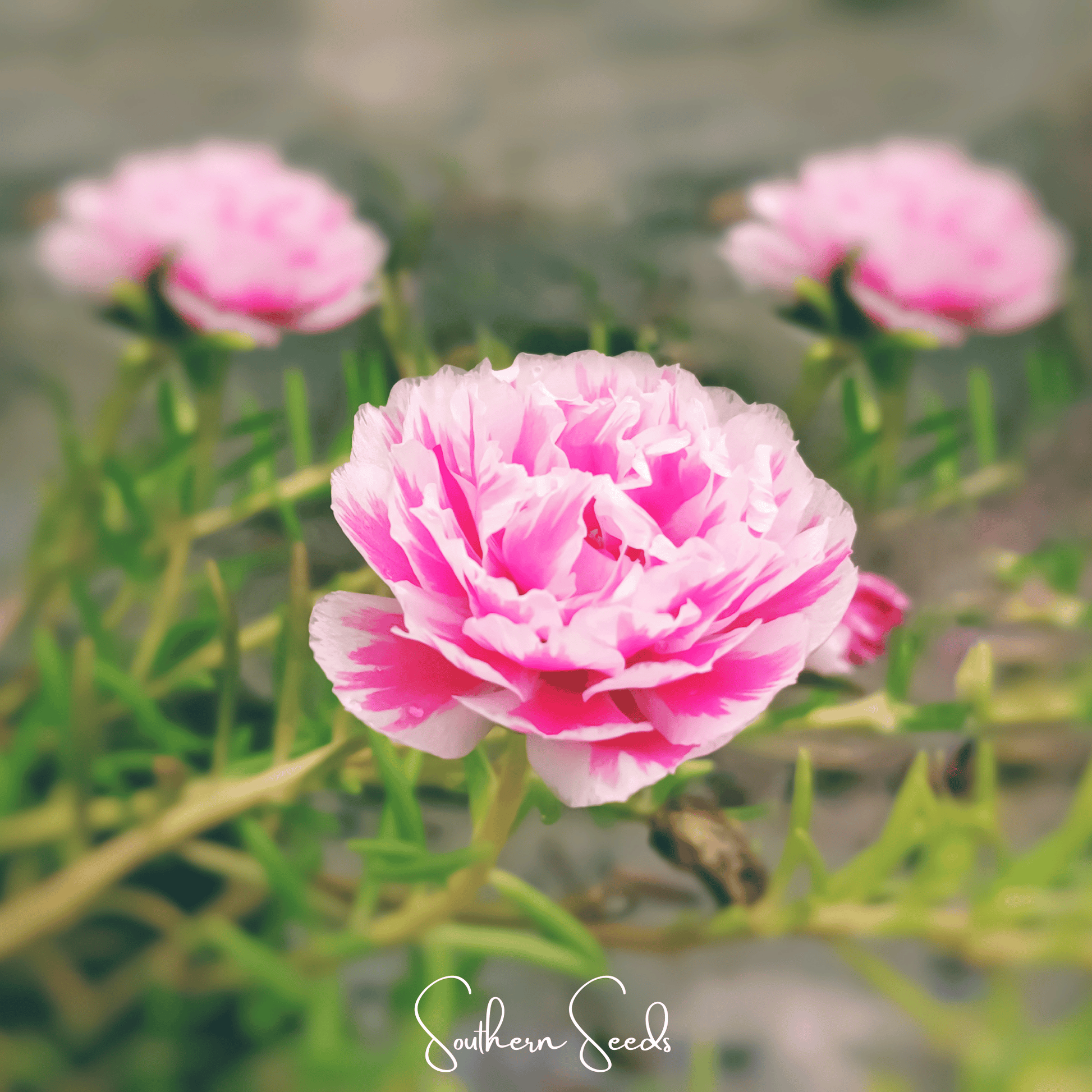 Pink Moss Rose seeds from Southern Seeds, showing vibrant pink Portulaca grandiflora flowers and seed packets.