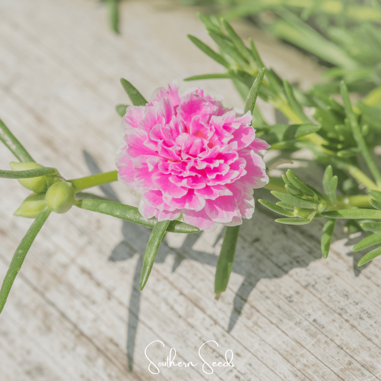 Pink Moss Rose seeds from Southern Seeds, showing vibrant pink portulaca grandiflora seeds in a clear package.