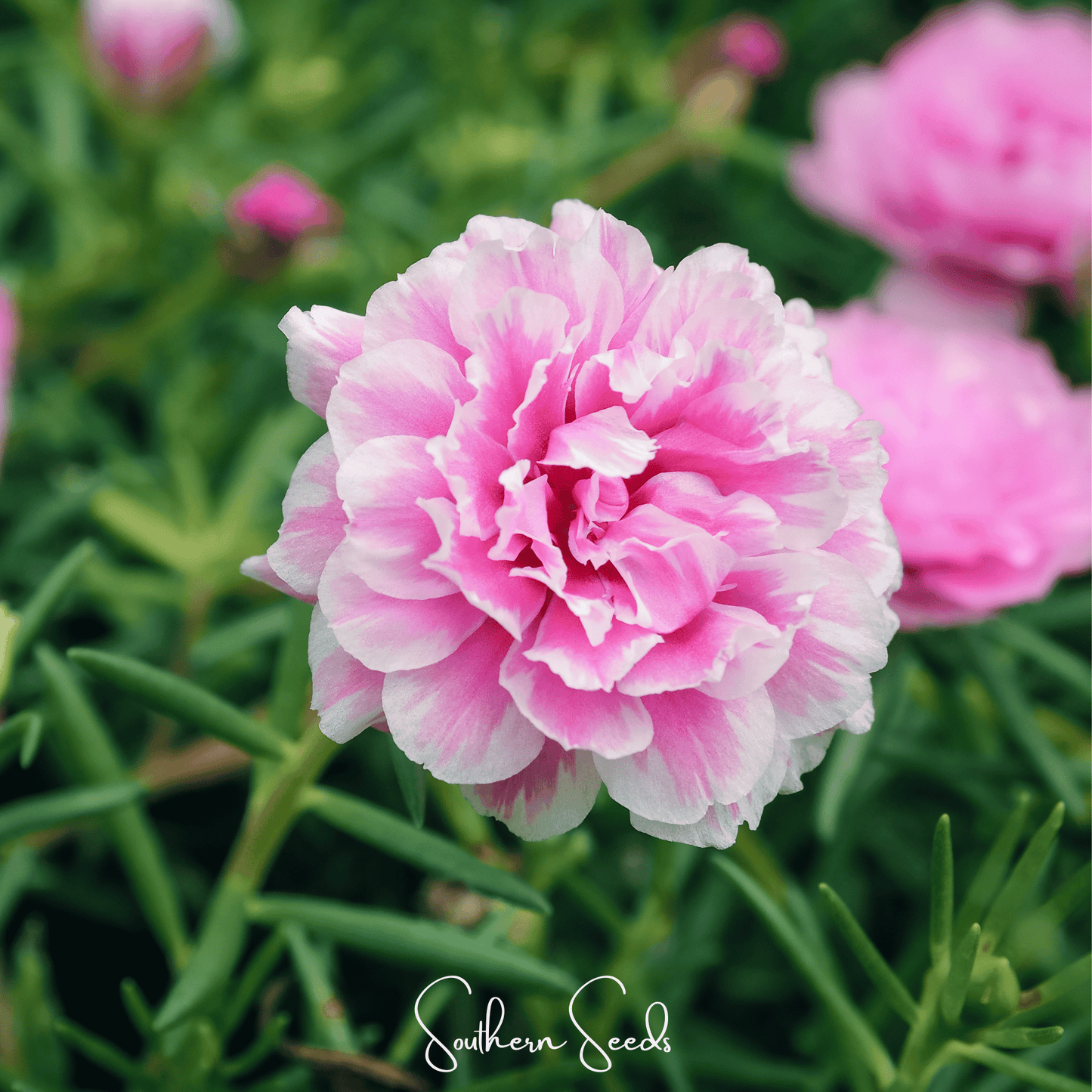 Pink Moss Rose seeds from Southern Seeds, showing vibrant pink Portulaca grandiflora flowers and green foliage.