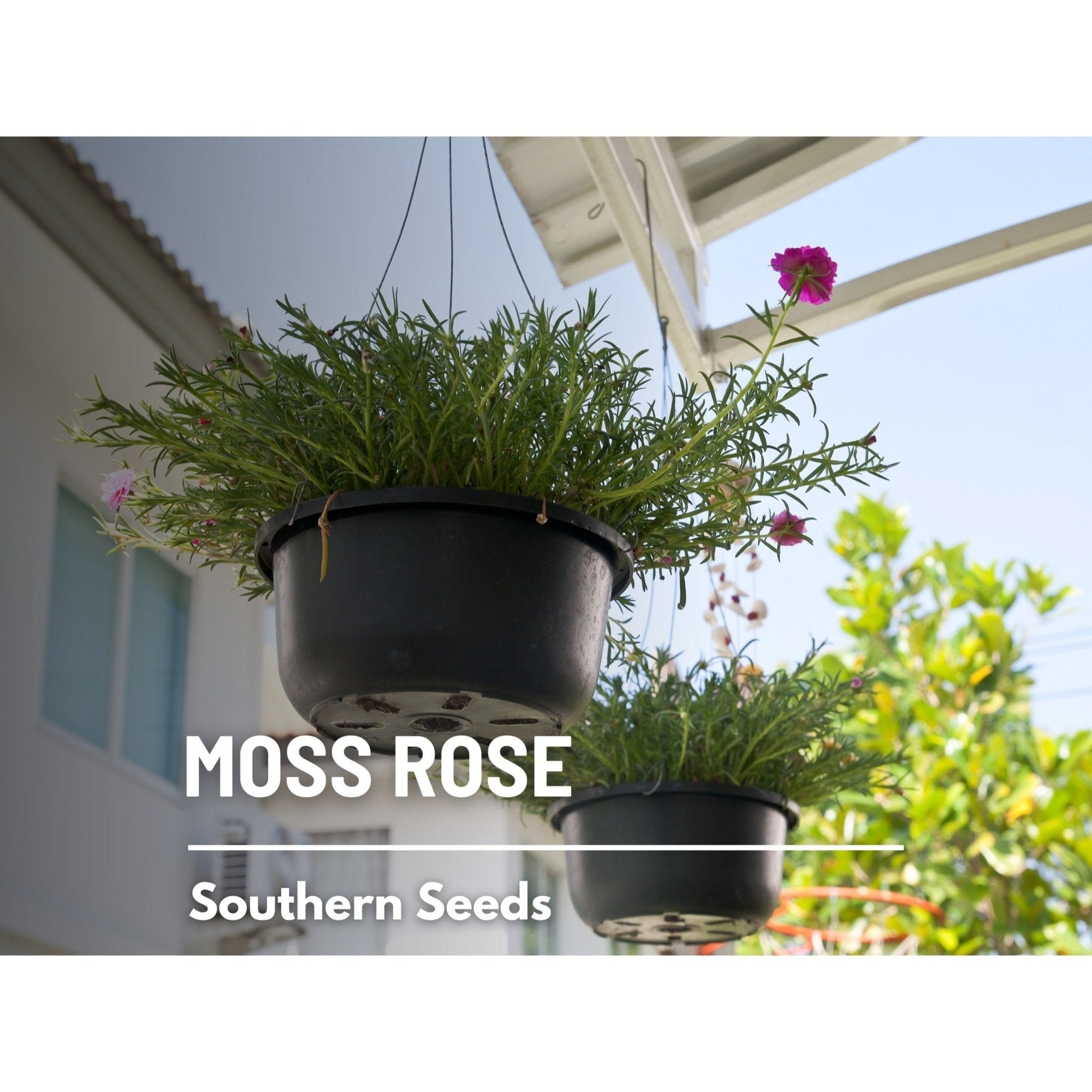 Pink Moss Rose seeds from Southern Seeds, showing vibrant pink Portulaca grandiflora flowers and seed packet.