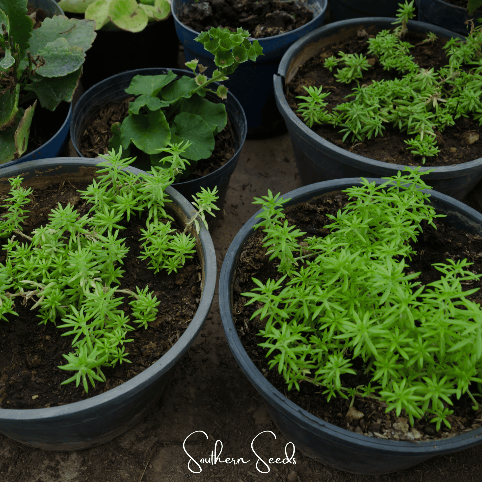 Pink Moss Rose seeds from Southern Seeds, showing vibrant pink portulaca grandiflora seeds for planting and gardening.