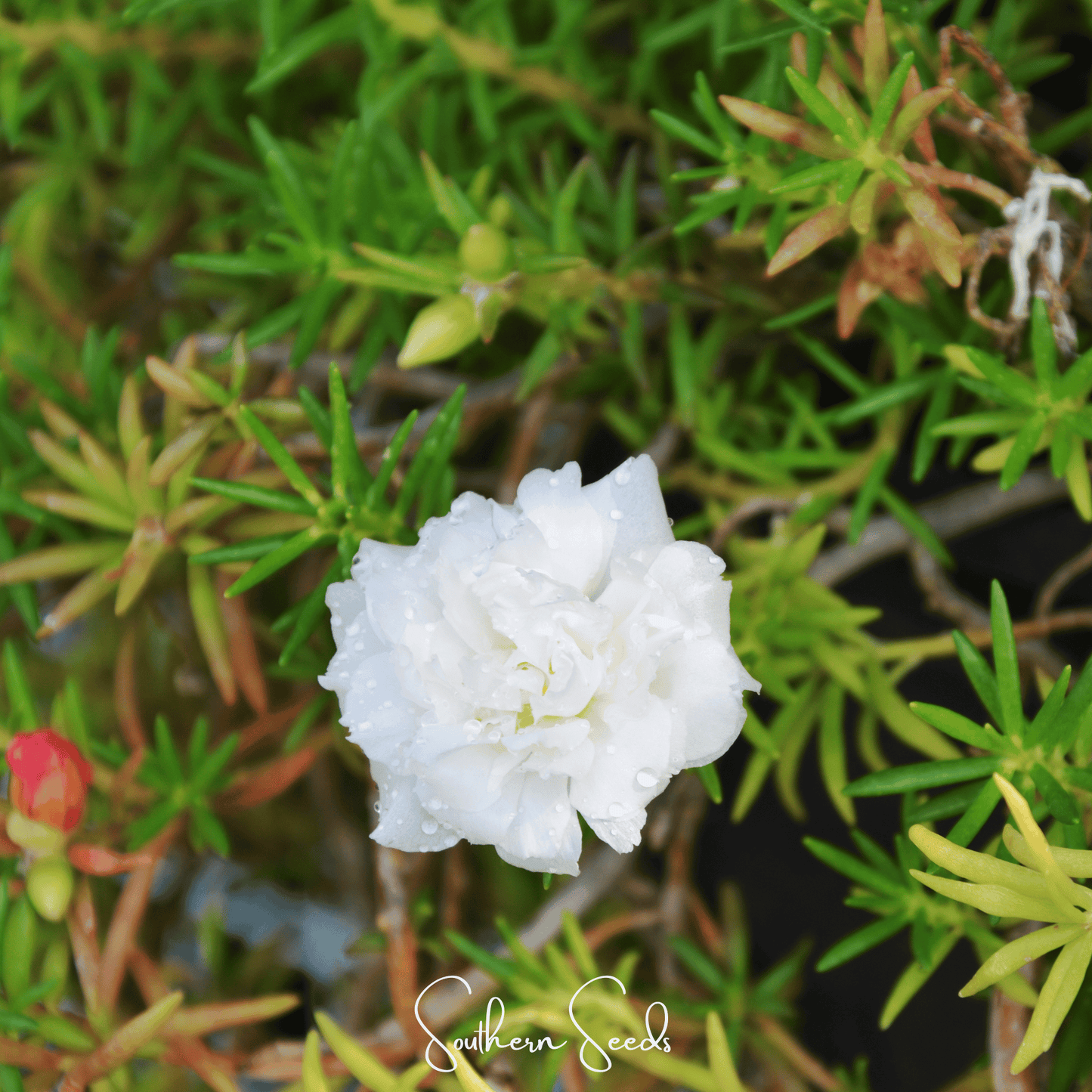 White Moss Rose seeds from Southern Seeds, close-up of 250 Portulaca grandiflora seeds on a white background.
