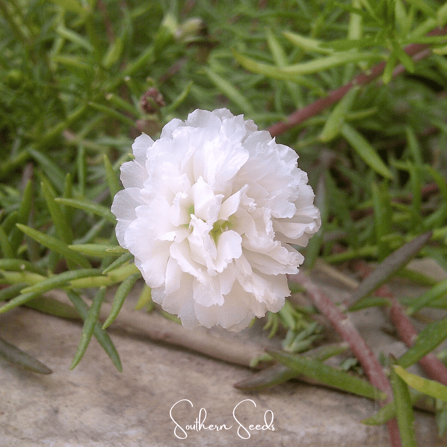 White Moss Rose seeds from Southern Seeds, showing a packet of 250 seeds for Portulaca grandiflora.