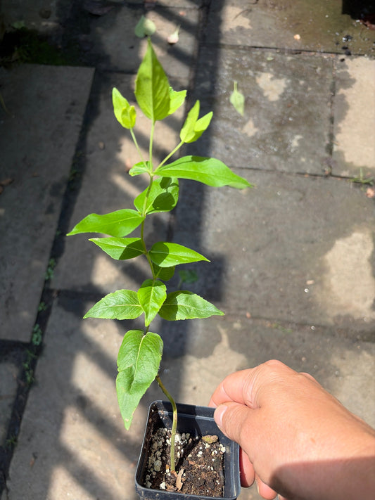 Mountain Mint live plant by Steep Hill Garden, showing lush green leaves and tall stems, native pollinator perennial for zones 4-8.