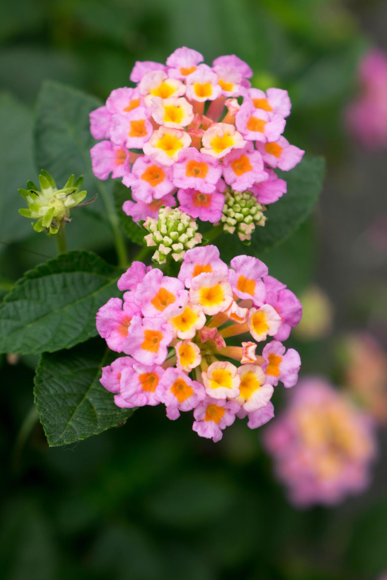 Mozelle Hardy Lantana Live Plant – Pink Blooms, Butterfly Magnet, Hardy to Zone 7b, Zones 7–11