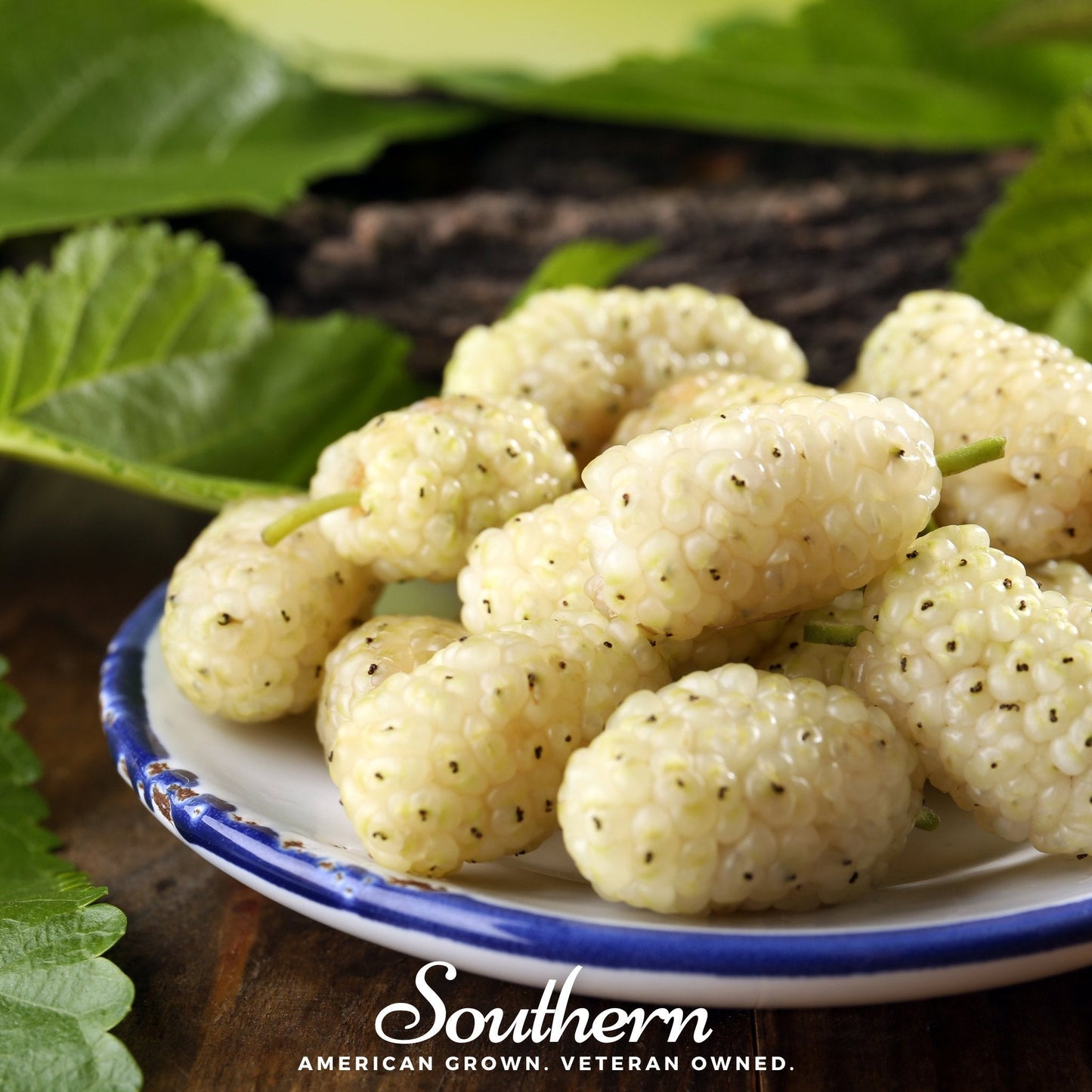 White Mulberry tree with 50 seeds from Southern Seeds, showing small white mulberry fruits and seed packaging.