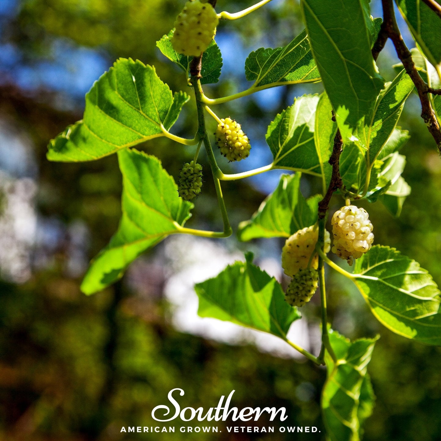 White Mulberry Morus alba seeds from Southern Seeds, showing 50 small brown seeds suitable for planting.