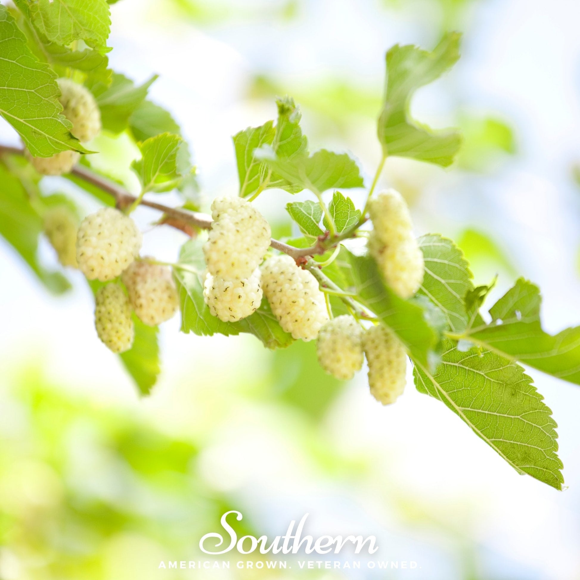 White Mulberry Morus alba seeds from Southern Seeds, showing 50 small white seed samples for planting and cultivation.