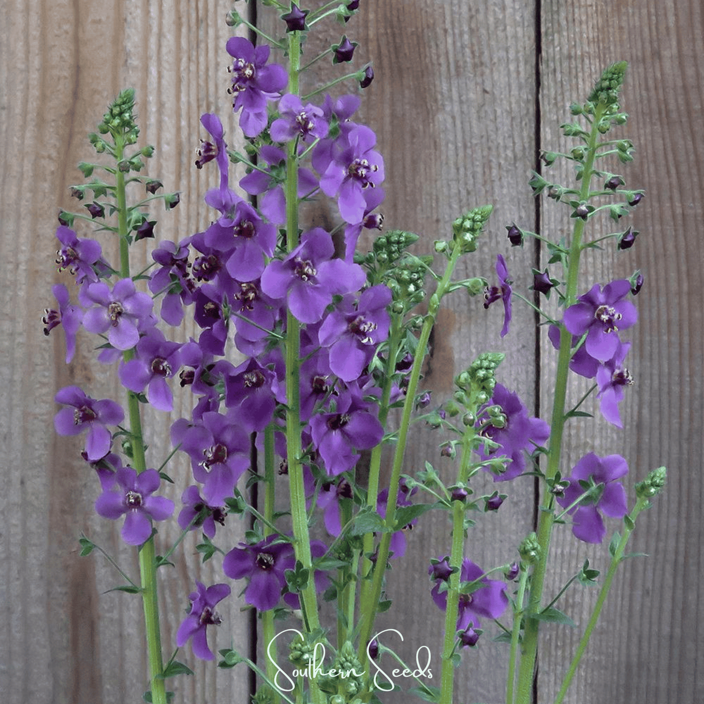 Purple Mullein seeds from Southern Seeds, showing vibrant violet flower buds and green foliage ready for planting.