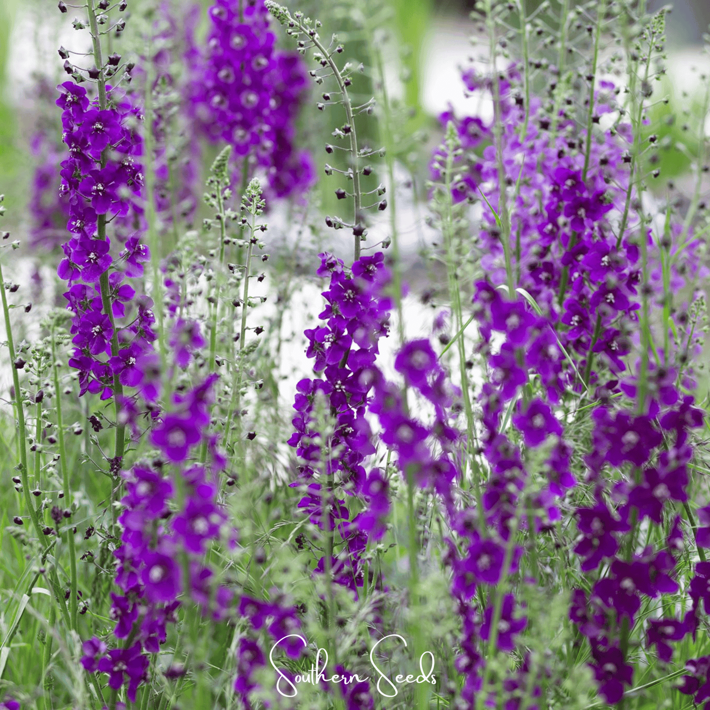 Purple Mullein seeds from Southern Seeds, showing violet flower buds and green foliage, ready for planting.