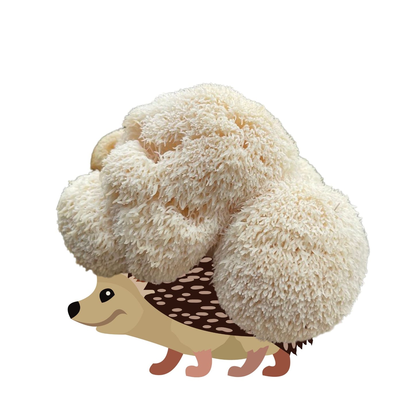 Lion's Mane Mushroom Grow Kit by Mushroom Growing Kit Depot, 6.5 lbs Sporecupine Lion's Mane mushroom cultivation kit with visible mushroom substrate.