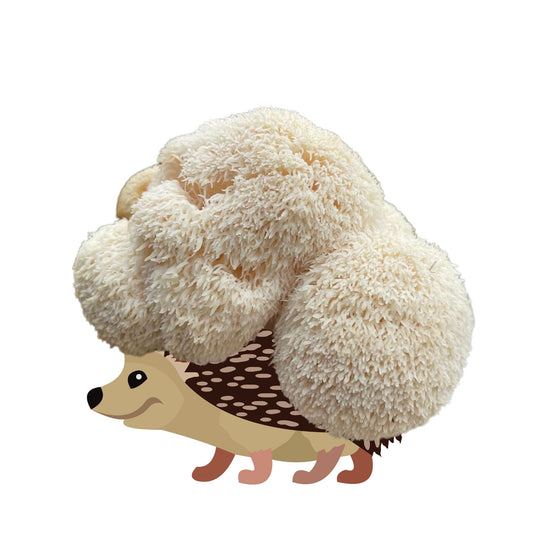 Lion's Mane Mushroom Grow Kit by Mushroom Growing Kit Depot, 6.5 lbs Sporecupine Lion's Mane mushroom cultivation kit.