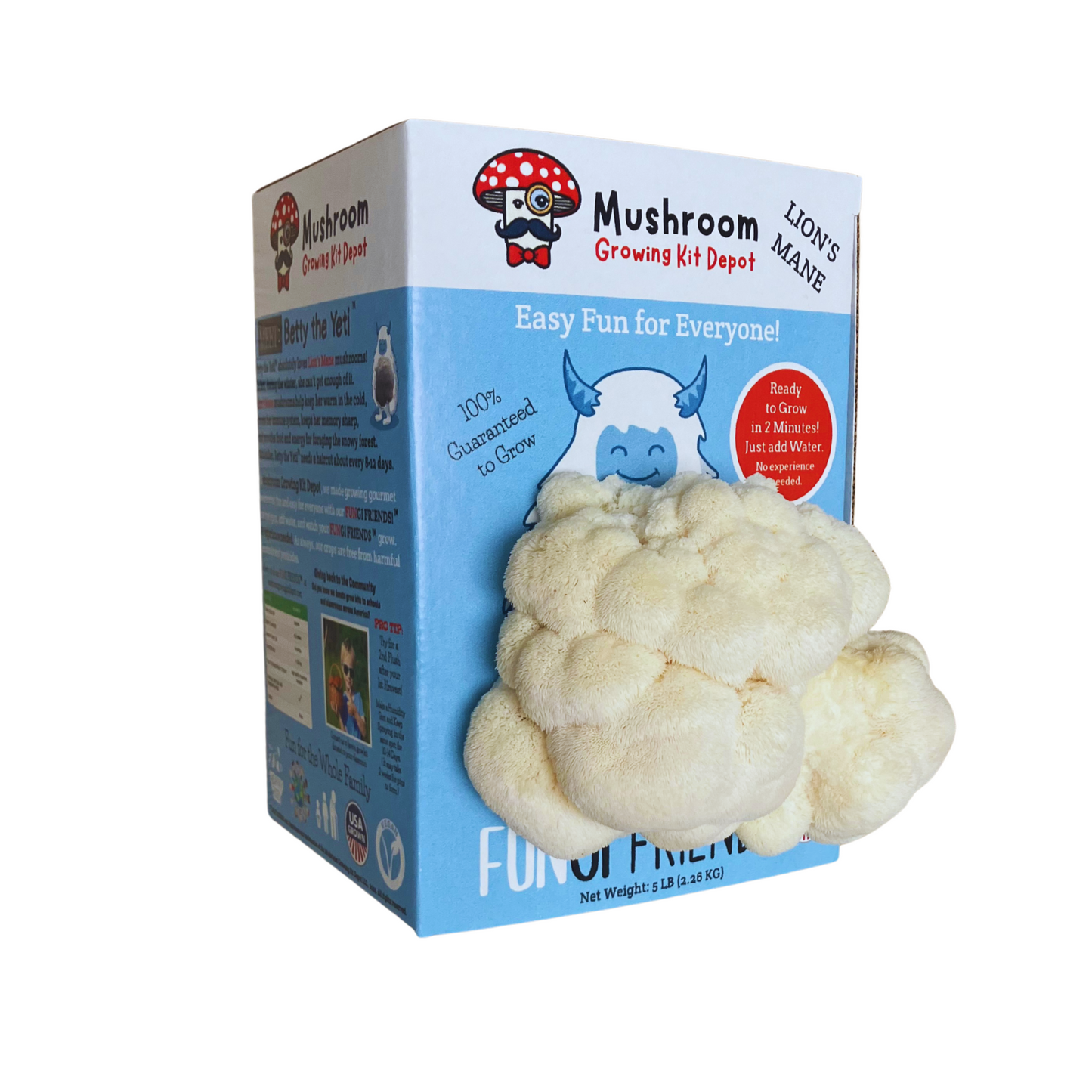 Betty the Yeti Lion's Mane Mushroom Grow Kit from Mushroom Growing Kit Depot, 5 lbs with box, featuring mushroom colonization on substrate