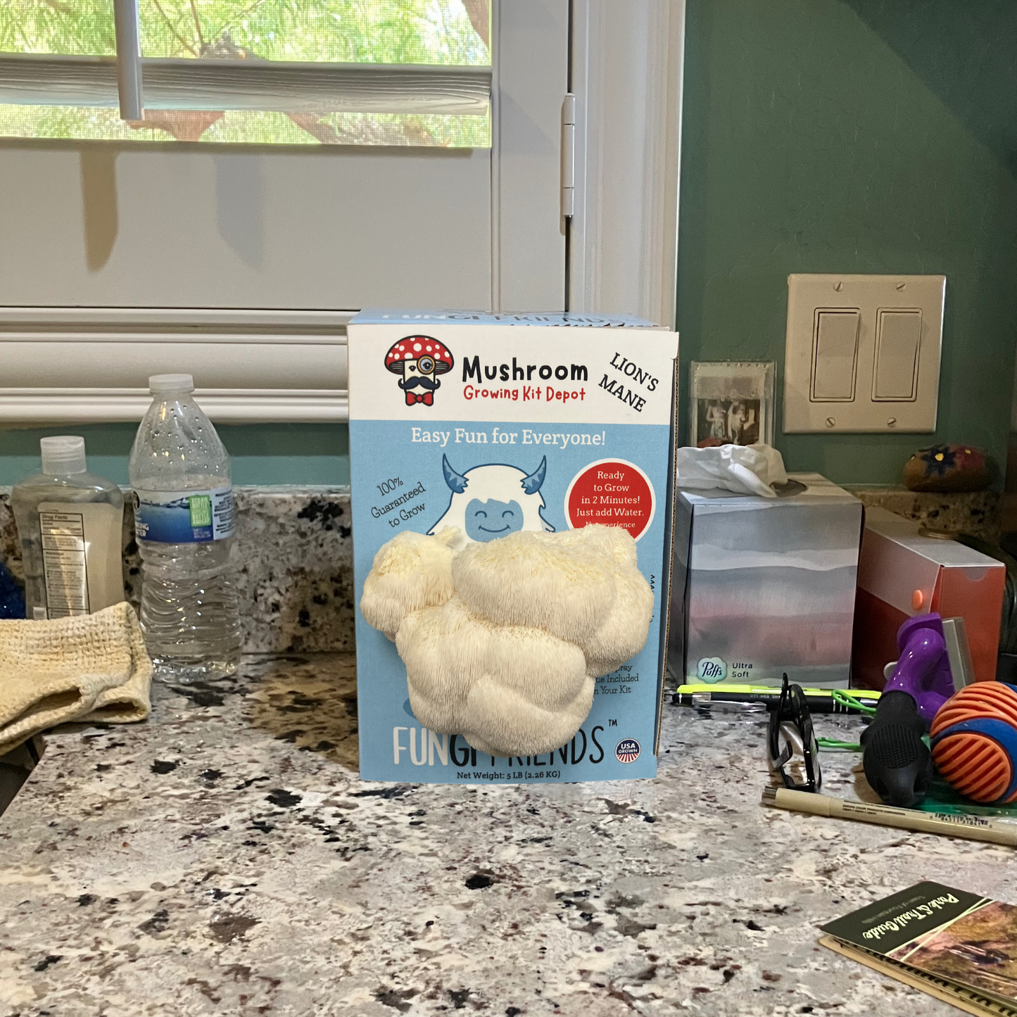 Betty the Yeti Lion's Mane Mushroom Grow Kit by Mushroom Growing Kit Depot, 5 lbs with box, ready for mushroom cultivation.