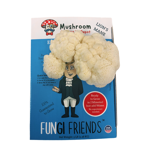 George Mushington Lion's Mane Mushroom Grow Kit by Mushroom Growing Kit Depot, 5 lbs with box, ready for home mushroom cultivation.