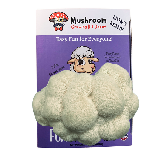 Lion's Mane Mushroom Grow Kit by Mushroom Growing Kit Depot, 5 lbs with box, ready for cultivating Lion's Mane mushrooms at home.