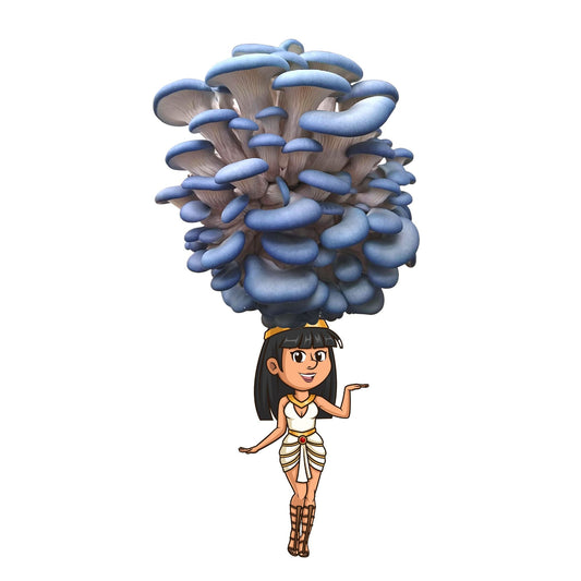 Blue Oyster Mushroom Grow Kit by Mushroom Growing Kit Depot, 6.5 lbs, featuring a clear container with blue oyster mushroom mycelium.