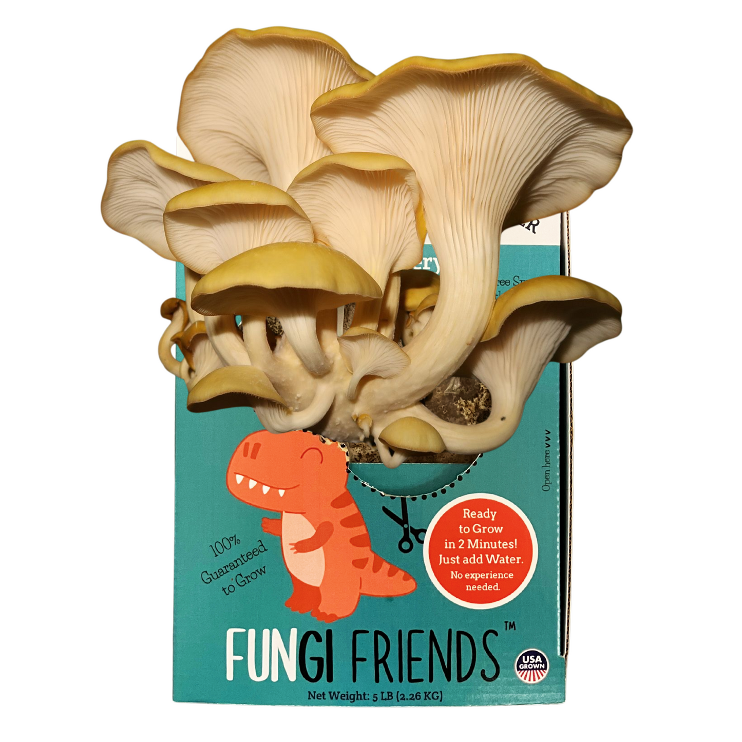 Gold Oyster Mushroom Grow Kit by Mushroom Growing Kit Depot, 5 lbs, includes box, with healthy oyster mushroom mycelium visible.