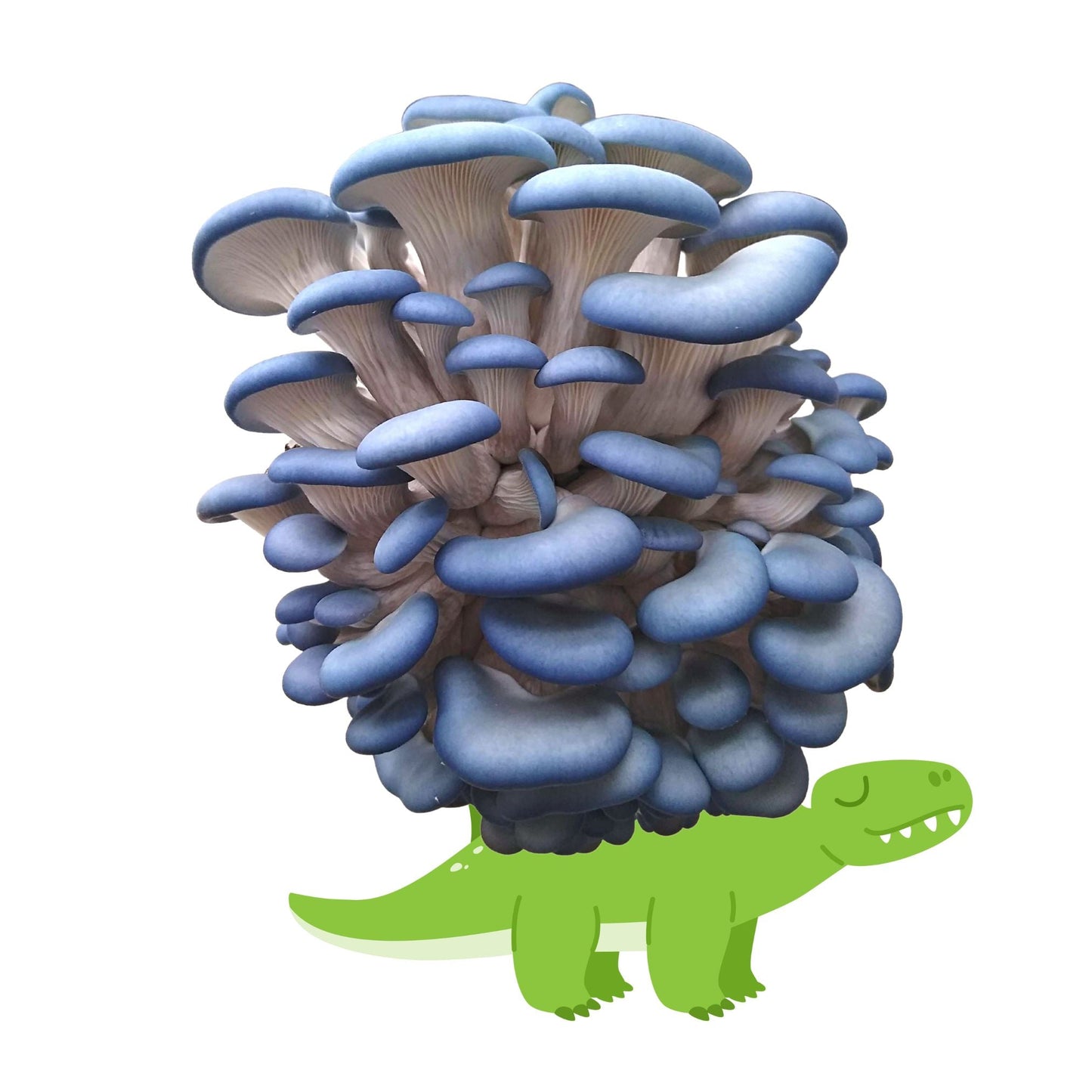 Blue oyster mushroom grow kit by Mushroom Growing Kit Depot, 5 lbs with a box, showing the mushroom substrate and healthy oyster mushrooms.