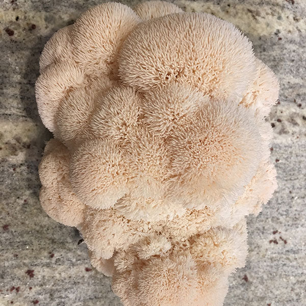 Mycomatrix Lions Mane adaptogenic mushroom extract in a 2oz jar by Mushroom Mountain, featuring a label with lion's mane mushroom imagery.