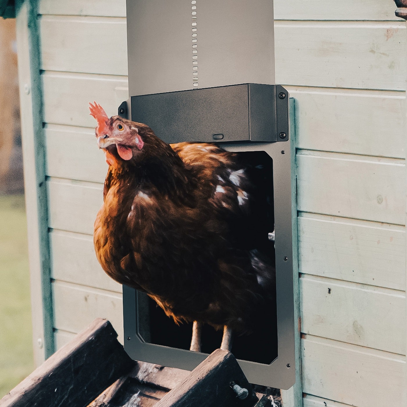 Farmight Automatic Chicken Coop Door made of aluminum, installed on a chicken coop for easy, automated poultry access.