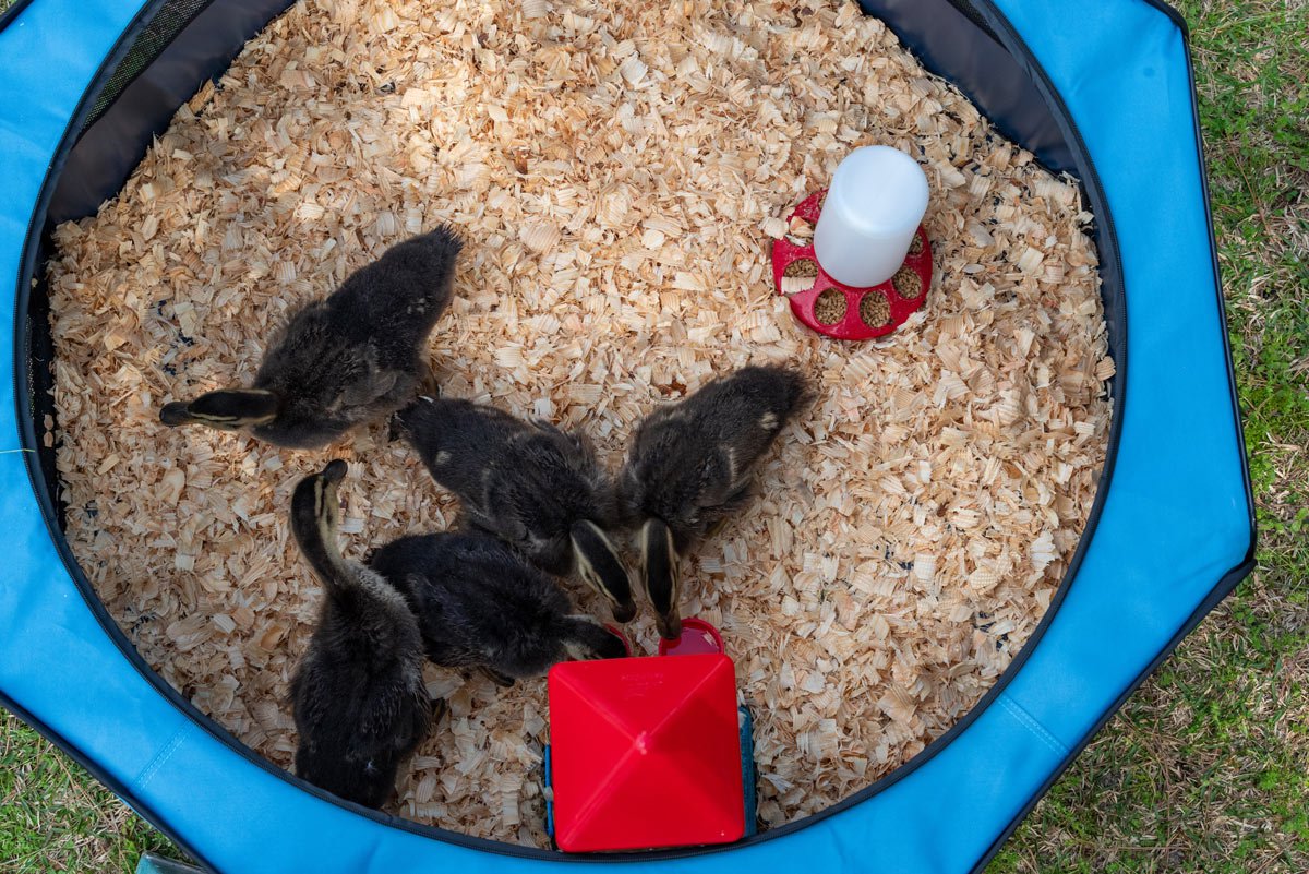 My Pet Chicken Hen Pen Pop-Up Brooder for baby chicks, portable and easy to set up, ideal for poultry beginners.