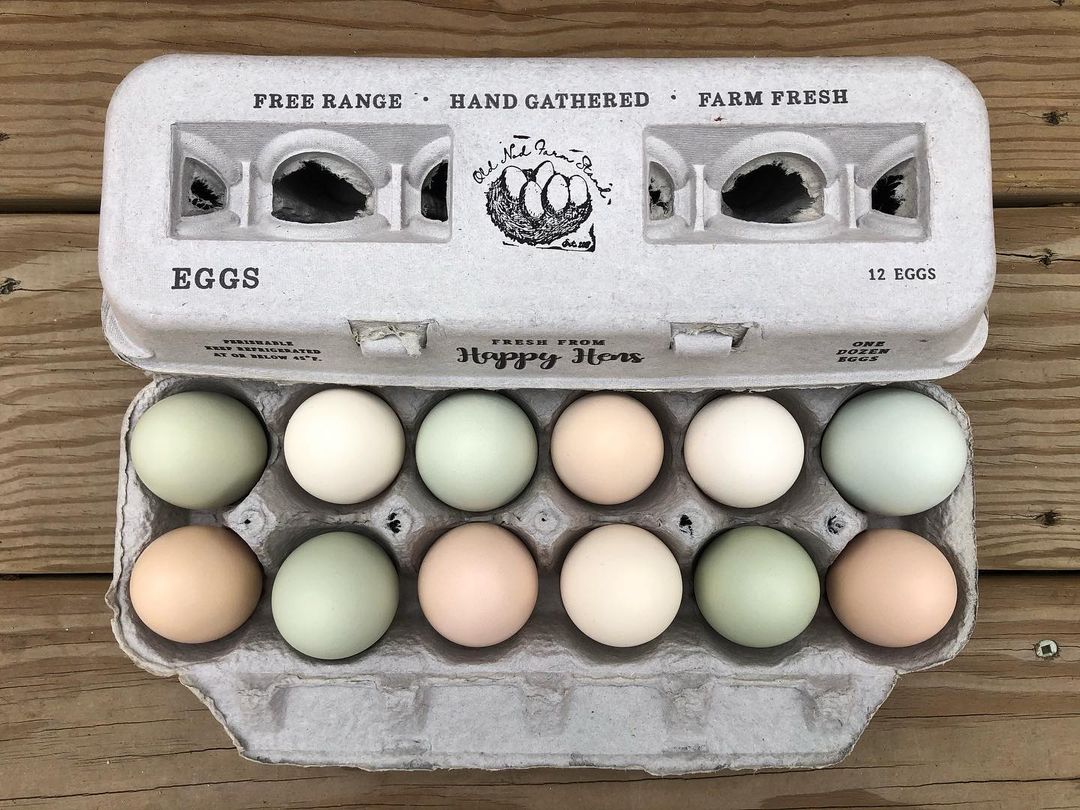 Blank Henlay egg cartons from My Pet Chicken, available in 25, 90, or 250, designed for storing and stamping eggs.