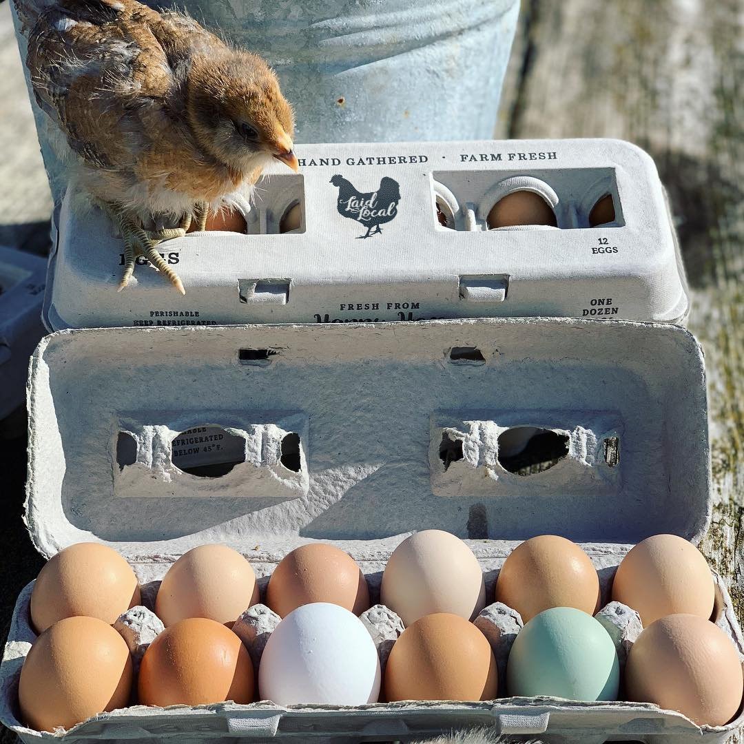 Vintage printed Henlay Laid Local Egg Carton by My Pet Chicken, showing 12 eggs in adorable retro design carton.