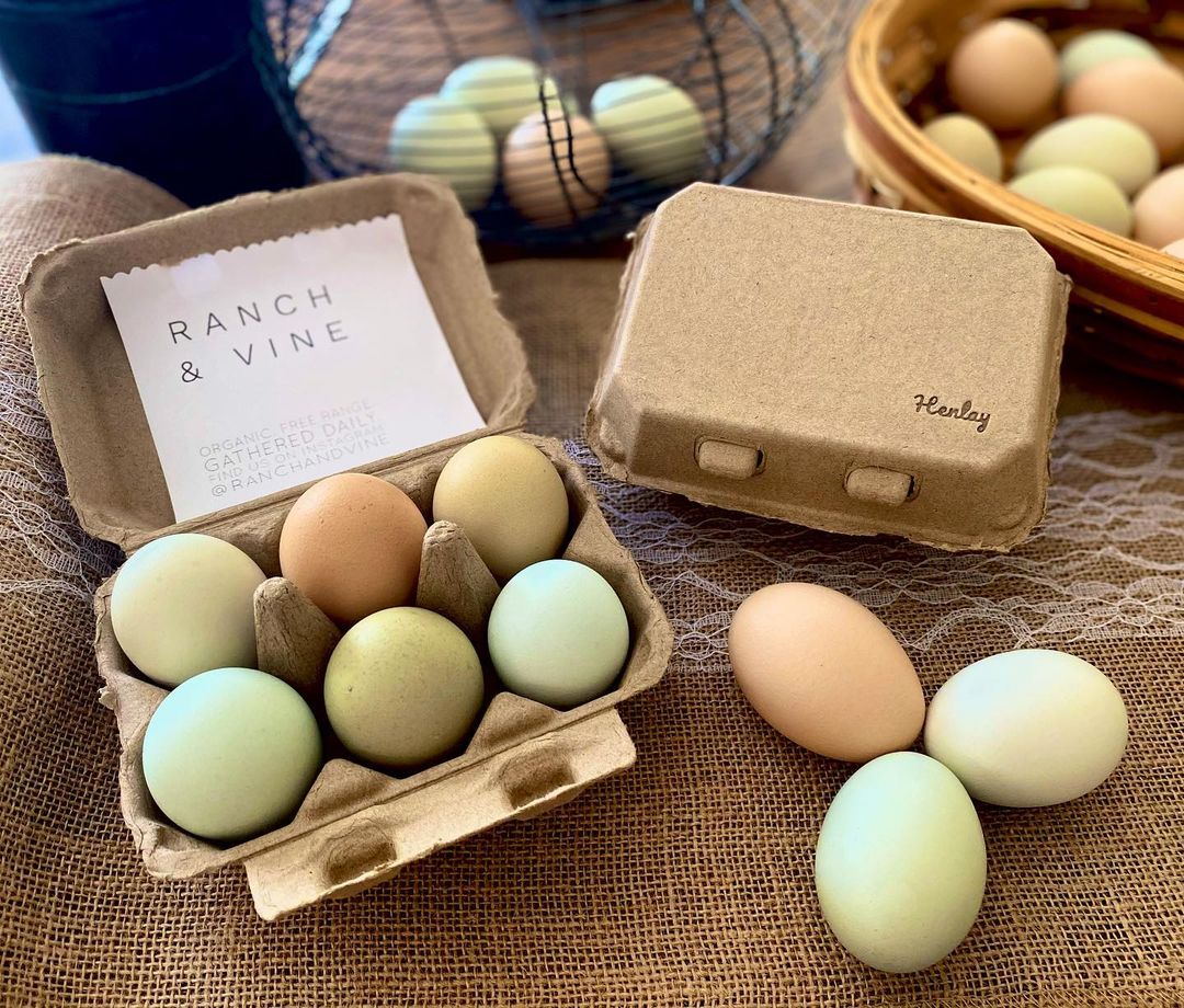 Six pack of Tan Henlay blank flat-top egg cartons by My Pet Chicken, six-pack, available in 20 or 100 count, for egg storage.