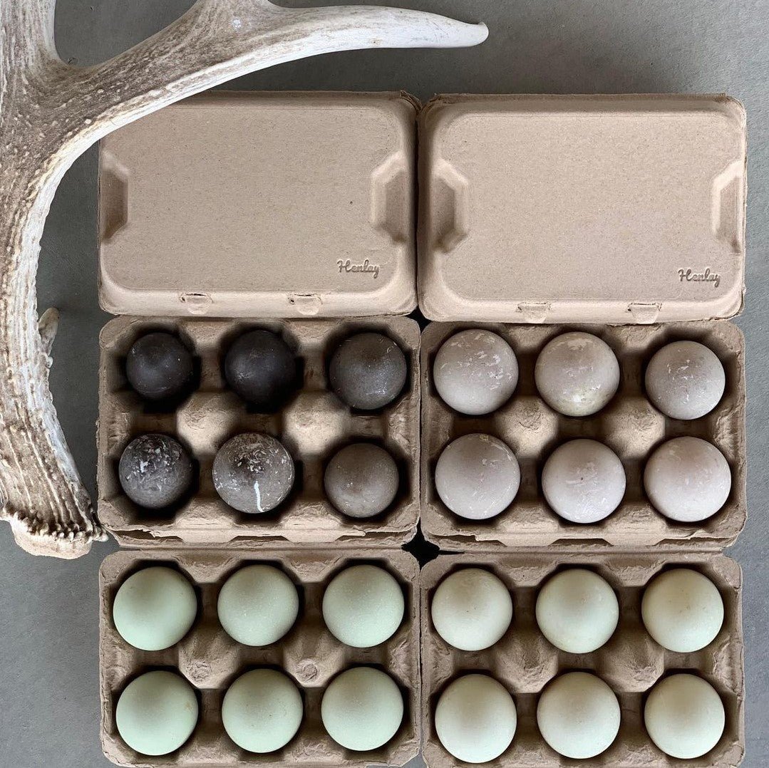 White Henlay Duck Egg Carton holds half dozen jumbo eggs, blank flat top, available in 20 or 100 count from My Pet Chicken.