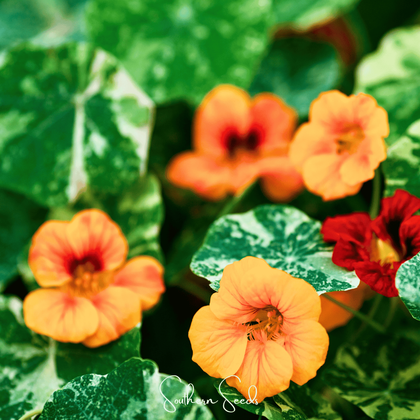 Alaska Mix Nasturtium seeds from Southern Seeds, showing colorful flower and leafy plant foliage in the image.