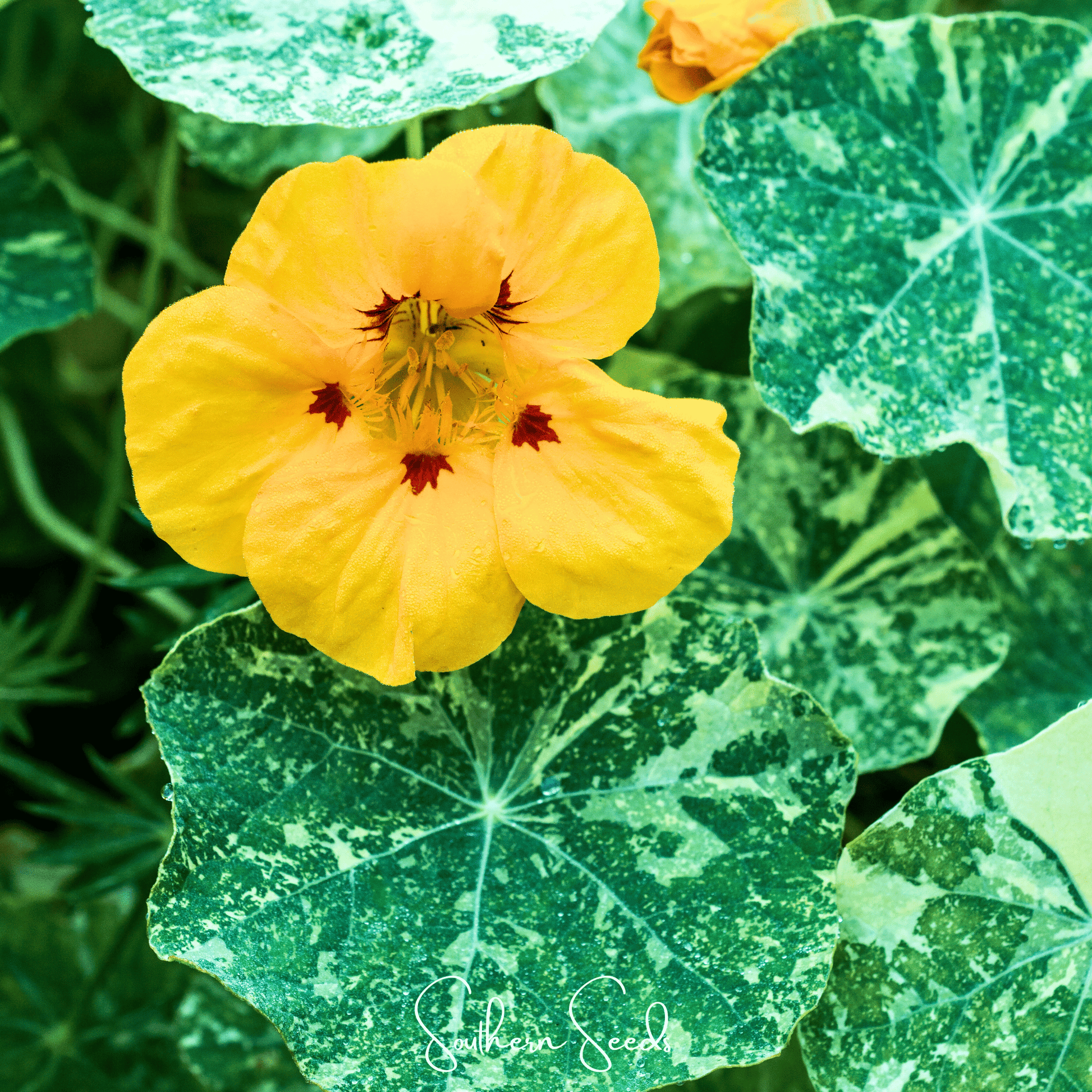 Alaska Mix Nasturtium seeds from Southern Seeds, featuring colorful flower and foliage images for planting and garden beauty.