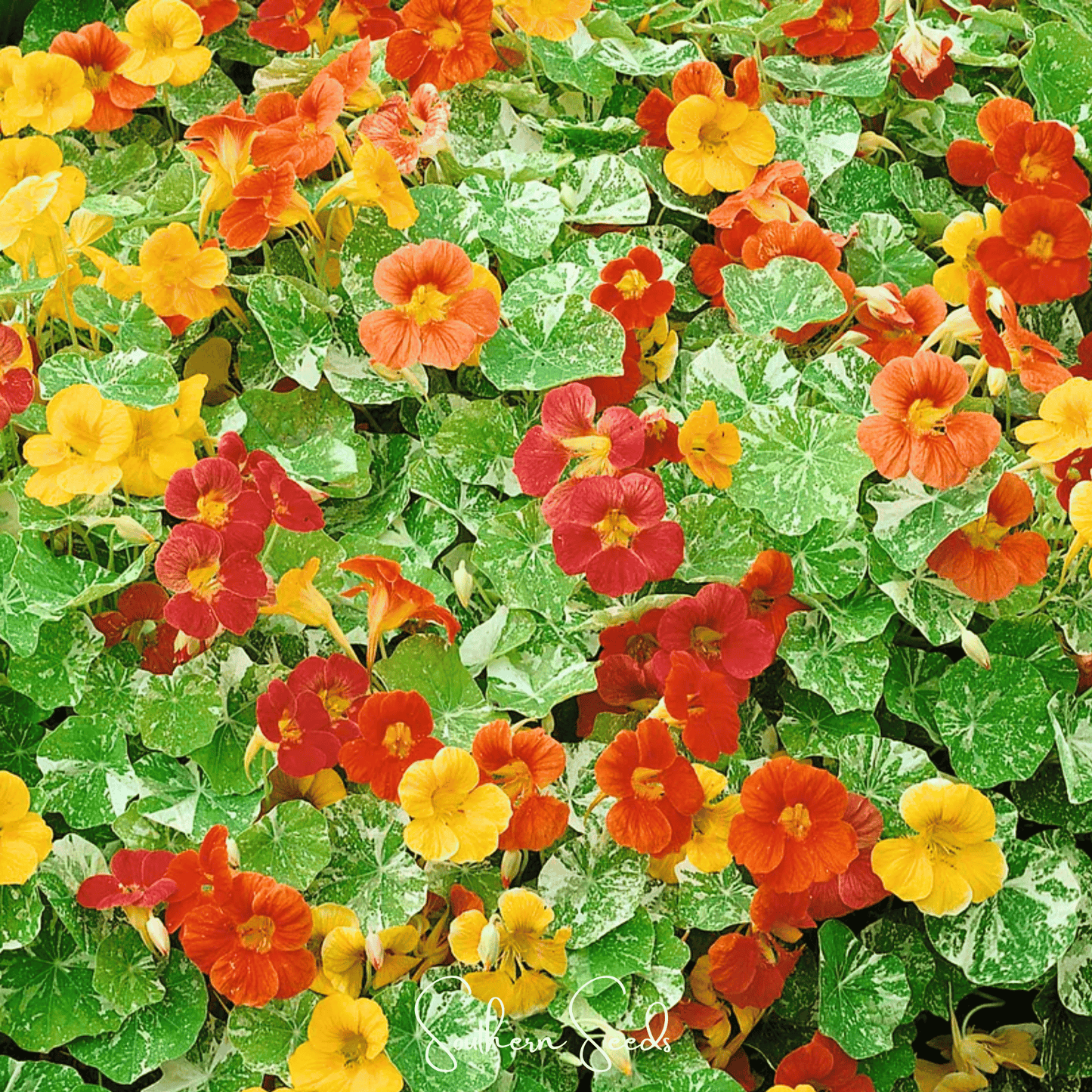 Alaska Mix Nasturtium seeds from Southern Seeds, colorful flower seeds for garden planting, tropical flowering plant.