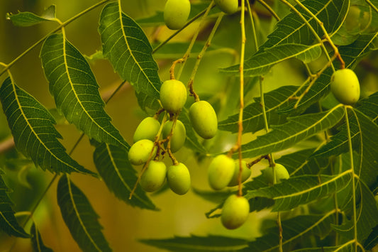 Organic handmade Neem Oil soap by Sweet Harvest Farms, showing a bar with natural ingredients and herbal texture.