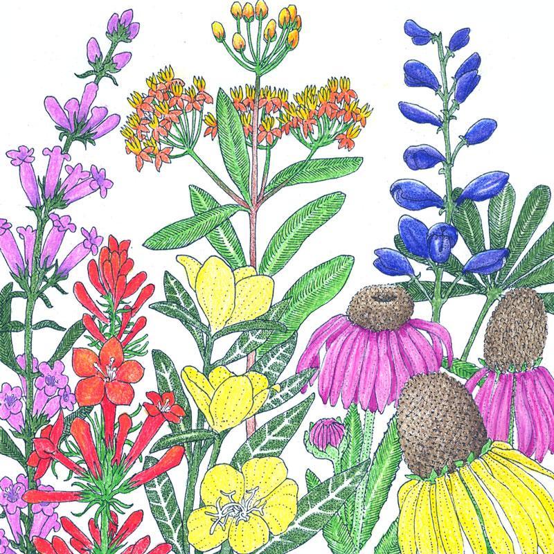 North American perennial native wildflower seed mix by Grow Organic in a 1/4 lb bag, showing colorful flower seeds for planting.