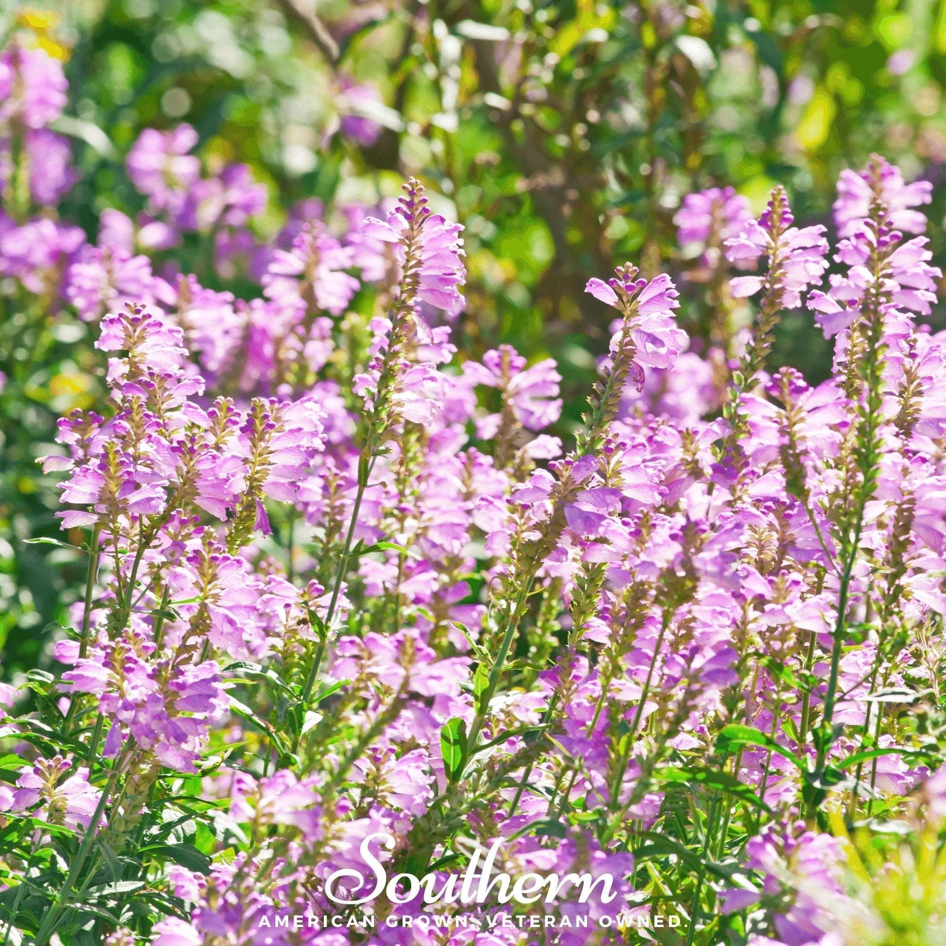 Obedient Plant seeds by Southern Seeds, showing 25 Physostegia virginiana seeds for planting in gardens.