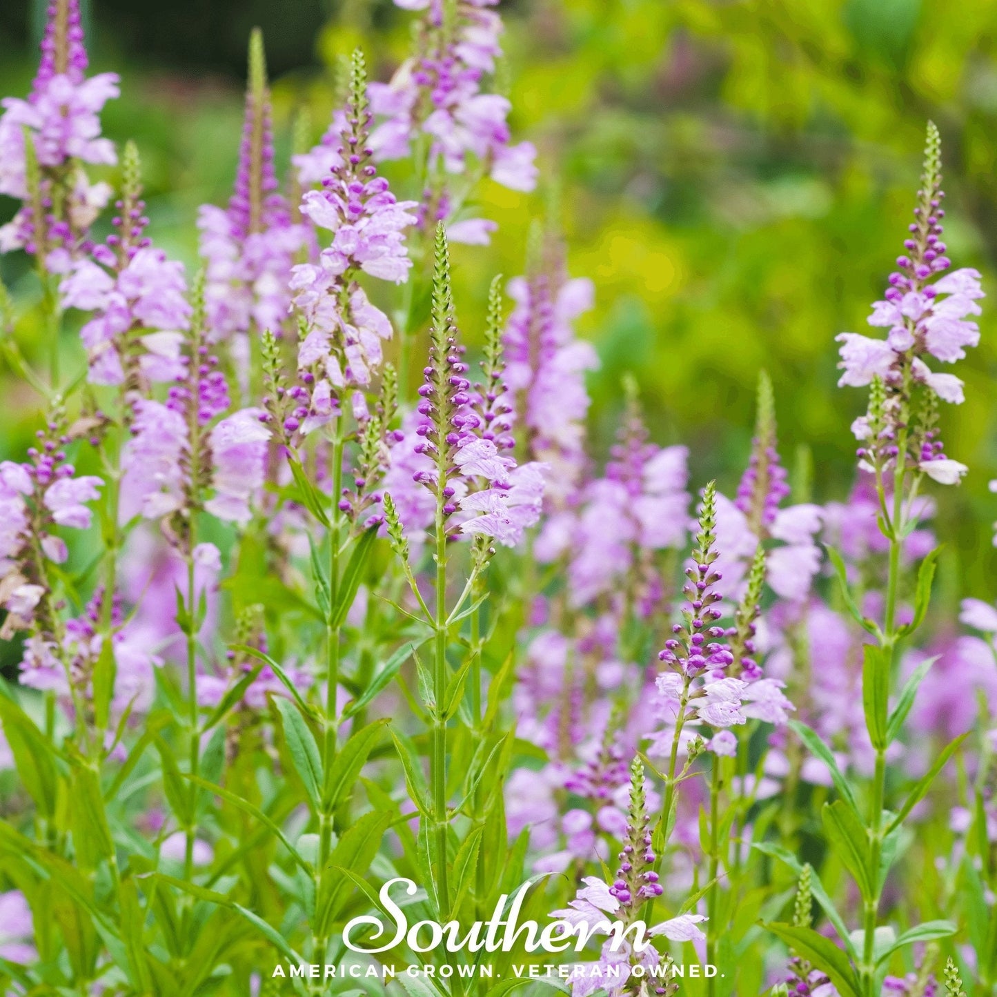 Obedient Plant seeds from Southern Seeds, showing small brown seed packets for Physostegia virginiana, a perennial flowering plant.