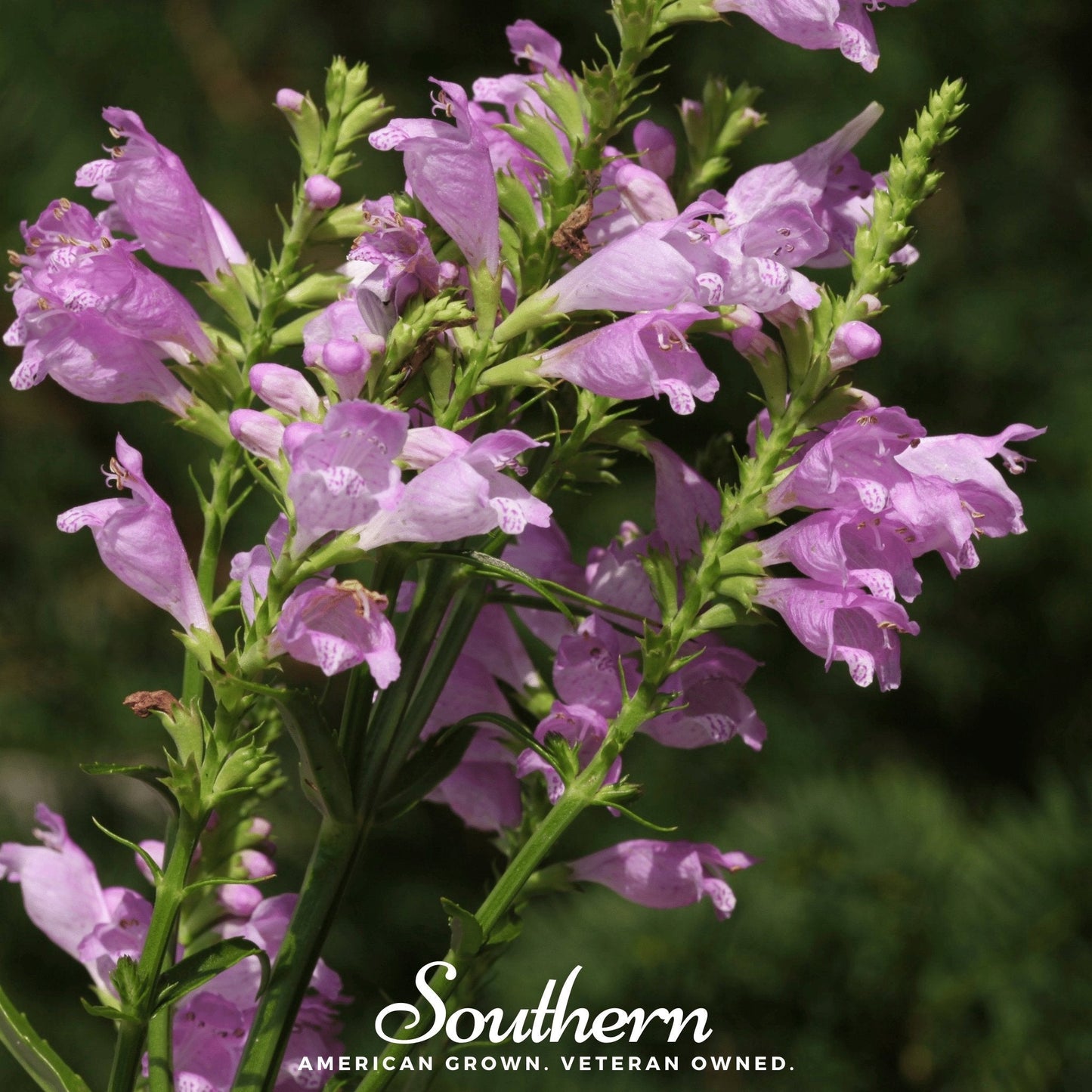 Obedient Plant seeds by Southern Seeds, showing 25 Physostegia virginiana seeds for planting in gardens.