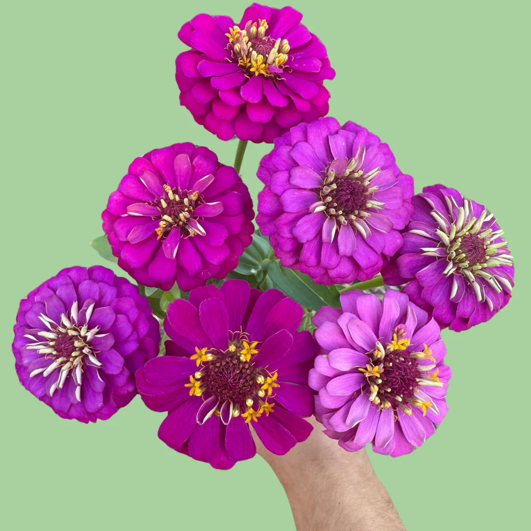 Close-up of Zinnia Oklahoma Carmine seeds from John's Plant Adventures, showing small reddish seed grains on a neutral background.