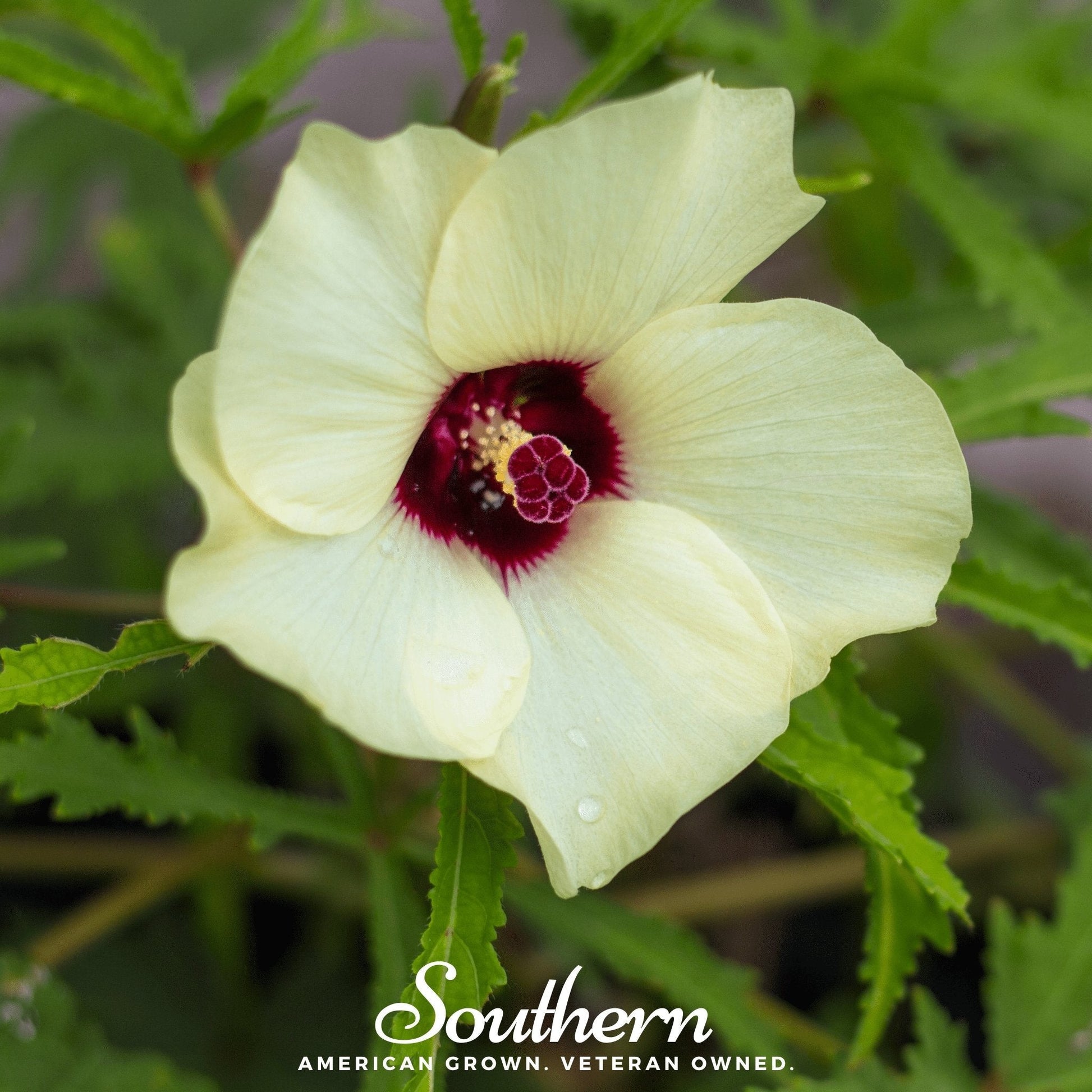 Clemson Spineless okra seeds from Southern Seeds, showing the seed packet for easy planting and gardening.